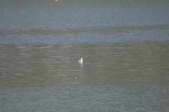 Chroicocephalus ridibundus