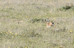 Lepus granatensis