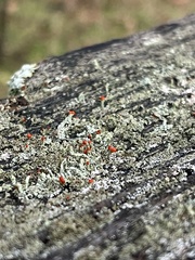 Cladonia cristatella