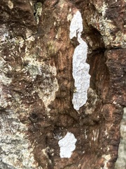 Cyphellaceae