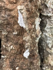 Cyphellaceae