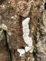 Cyphellaceae