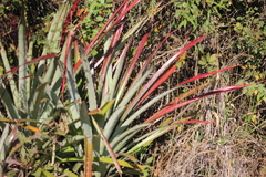 Bromelia pinguin