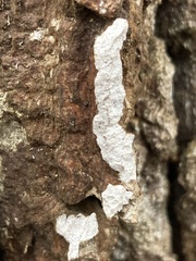 Cyphellaceae