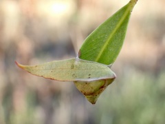 Cymbacha