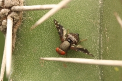 Ulidiidae
