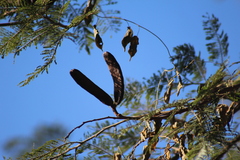 Vachellia pennatula