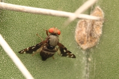 Ulidiidae