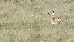 Lepus granatensis