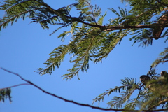 Vachellia pennatula