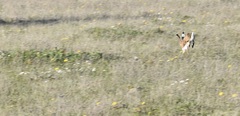 Lepus granatensis