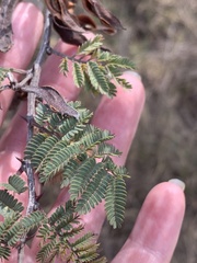 Mimosa aculeaticarpa