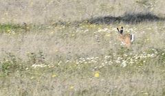 Lepus granatensis
