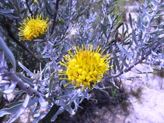 Leucospermum rodolentum