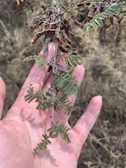 Mimosa aculeaticarpa