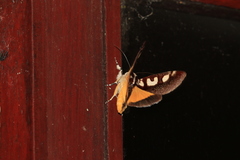 Neotuerta lycaon