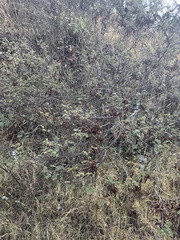 Mimosa aculeaticarpa