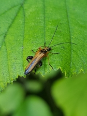Oedemera podagrariae
