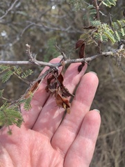 Mimosa aculeaticarpa