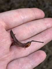 Mimosa aculeaticarpa