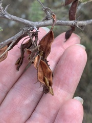 Mimosa aculeaticarpa