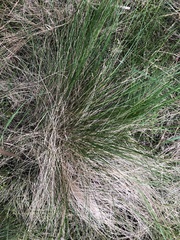 Poa tenera