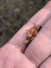 Mimosa aculeaticarpa