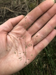 Poa tenera