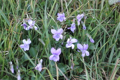 Viola reichenbachiana