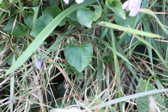 Viola reichenbachiana
