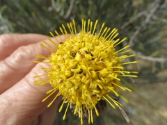 Leucospermum rodolentum