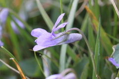 Viola reichenbachiana