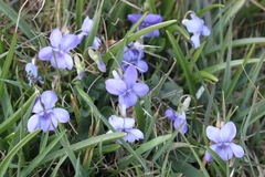Viola reichenbachiana