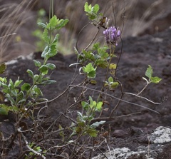 Lavandula rotundifolia