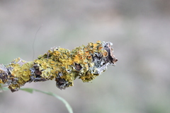 Xanthoriicola physciae