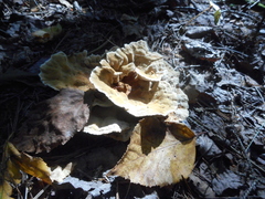 Bondarzewia berkeleyi