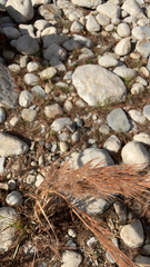 Andropogon glomeratus