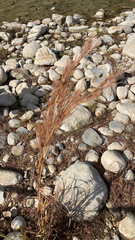 Andropogon glomeratus
