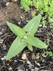 Salvia canariensis