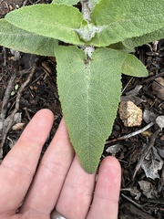 Salvia canariensis