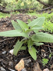 Salvia canariensis