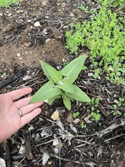 Salvia canariensis