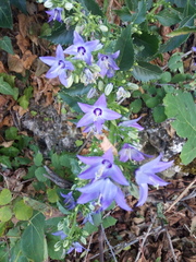 Campanula versicolor