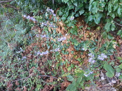 Campanula versicolor