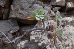 Aeonium gorgoneum