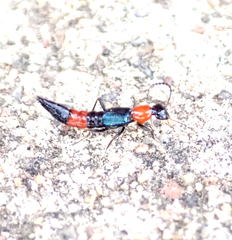 Paederus cruenticollis