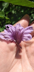 Ruellia ciliatiflora