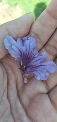 Ruellia ciliatiflora