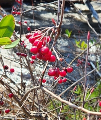 Aronia arbutifolia
