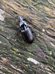 Pterostichus mutus